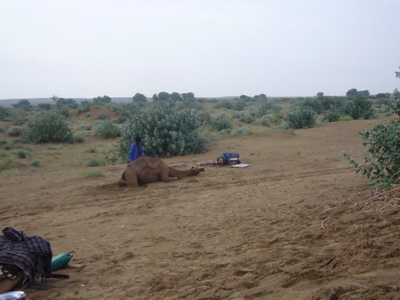 Travel - India - Rajasthan - Desert Camel Trip - Next Morning